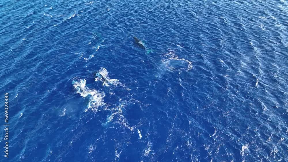 Humpback Whale Pod Swimming, Spouting, And Diving Beneath The Open Sea. Humpback Whale Pod Swimming, Spouting, And Diving Beneath The Open Sea.