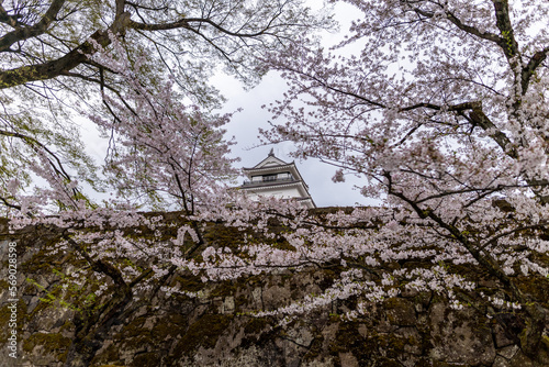 full blossom shidare sakura in japan