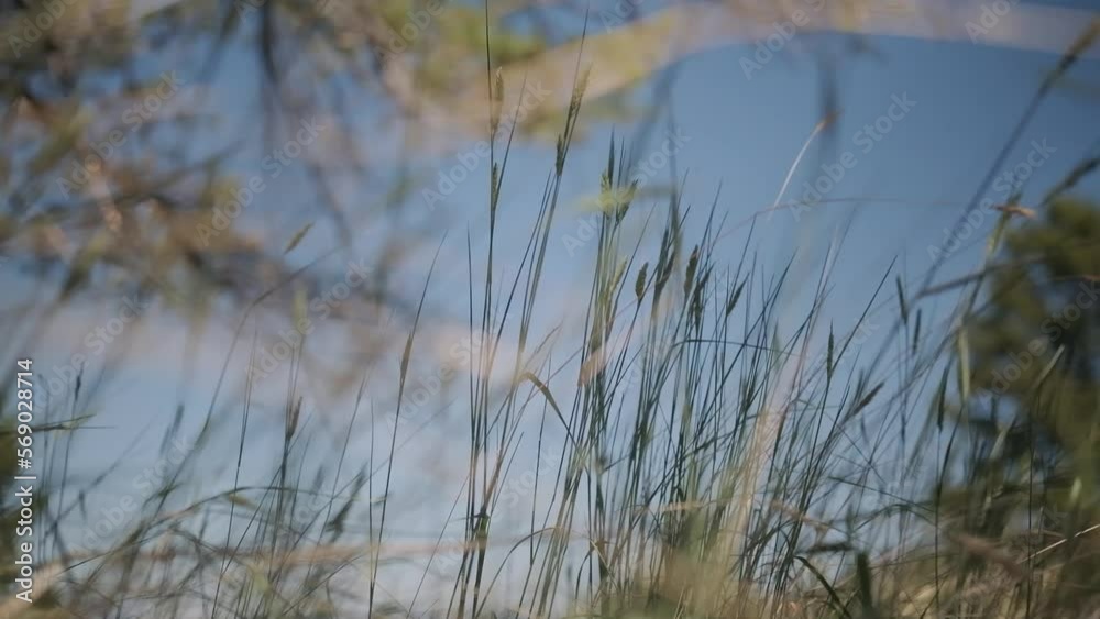 tall wheat grass in the wind with sky tall wheat grass in the wind with sky