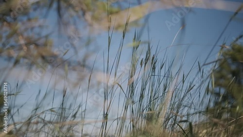 tall wheat grass in the wind with sky