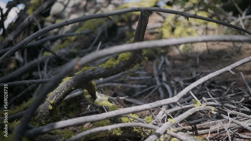 Mossy Dry Broken Branches on the Forest Floor