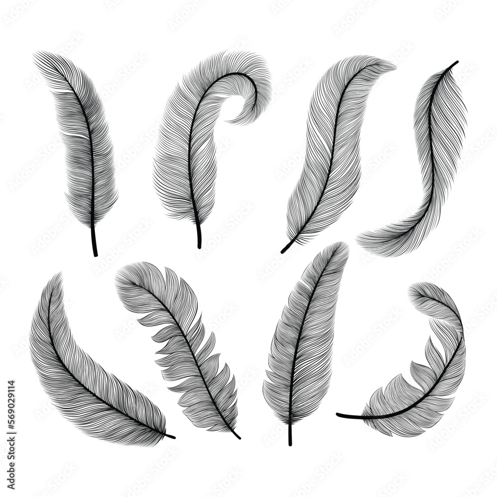 Set of bird feathers vector. Hand drawn illustration. Outline with transparent background
Set of bird feathers vector. Hand drawn illustration. Outline with transparent background