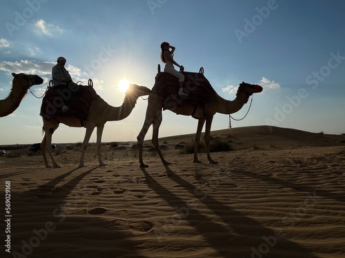 The desert and camels in Abu Dhabi