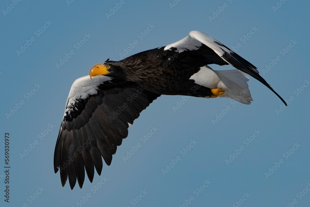 Naklejka premium オオワシ