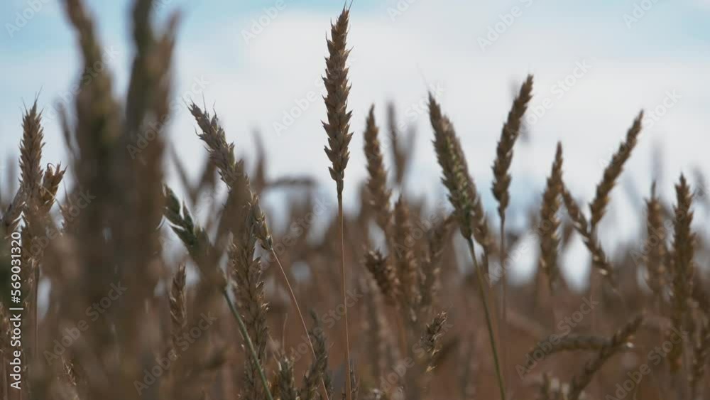 This stock video shows ripe yellow ears of wheat that sway in the wind. This video will decorate your projects related to nature, grain crops, bread harvest, agronomy, agricultural crops. This stock video shows ripe yellow ears of wheat that sway in the wind. This video will decorate your projects related to nature, grain crops, bread harvest, agronomy, agricultural crops.