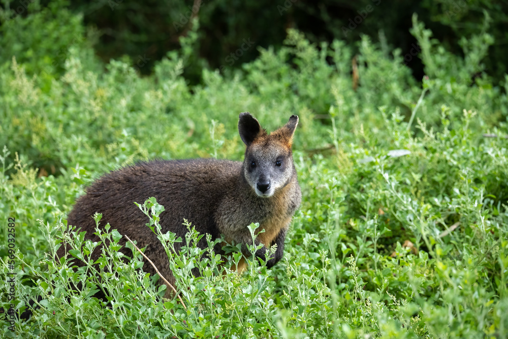 Naklejka premium Swamp Wallaby