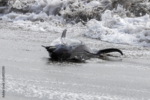 Ein angespülter Delfin am Strand vom Corcovado Nationalpark in Costa Rica