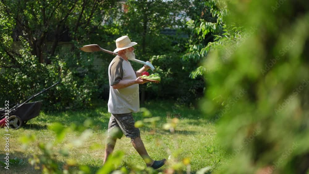 Side view wide shot of confident senior man with shovel on shoulder and harvest walking in slow motion in sunny garden leaving. Tracking shot of Caucasian old farmer outdoors. Agriculture lifestyle Side view wide shot of confident senior man with shovel on shoulder and harvest walking in slow motion in sunny garden leaving. Tracking shot of Caucasian old farmer outdoors. Agriculture lifestyle