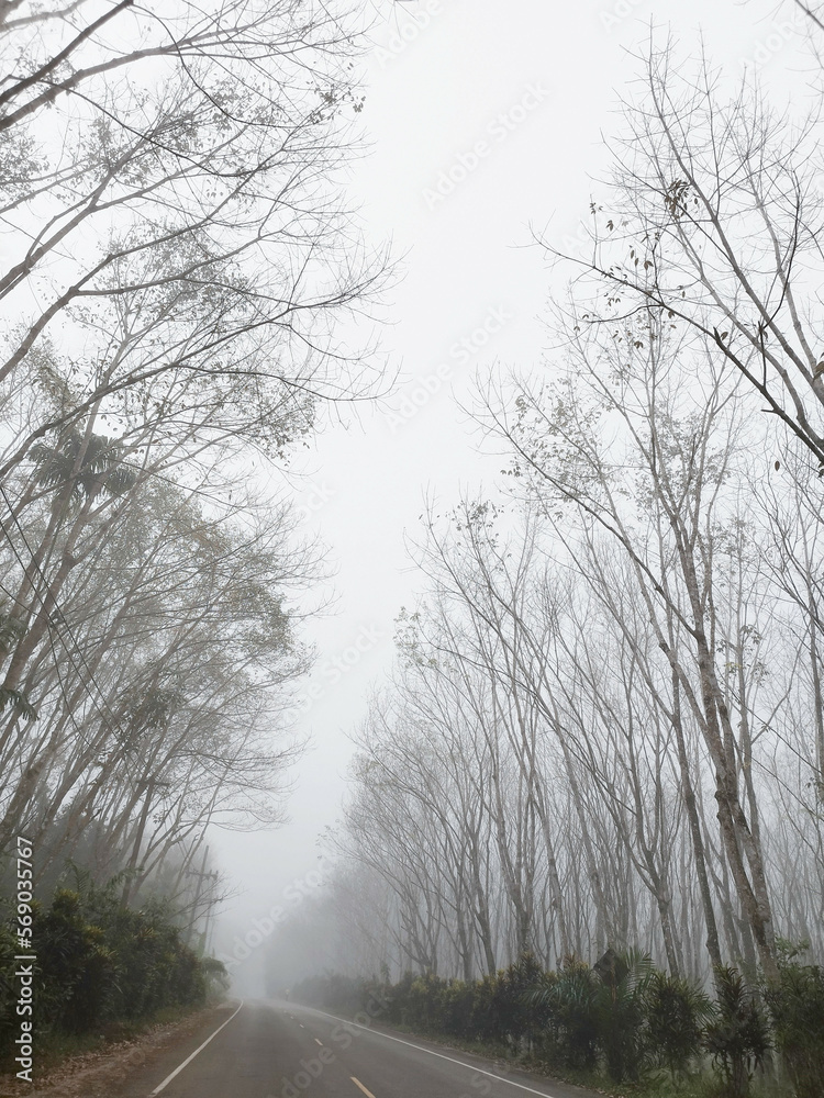 Obraz premium View of Beautiful rubber tree tunnel road Deciduous rubber trees with morning fog Rubber trees grow in rows. natural scenery when the rubber trees shed their leaves
