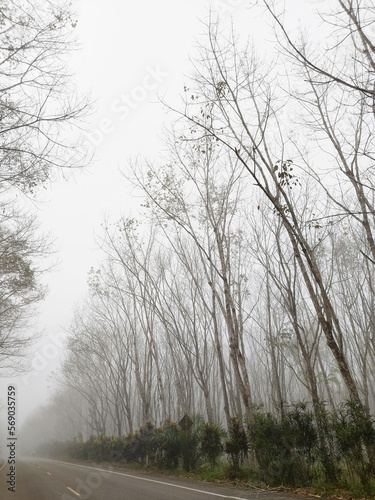 View of Beautiful rubber tree tunnel road Deciduous rubber trees with morning fog Rubber trees grow in rows. natural scenery when the rubber trees shed their leaves