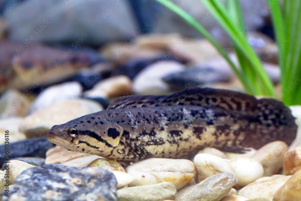 Blotched snakehead fish or Forest snakehead fish Blotched snakehead fish or Forest snakehead fish