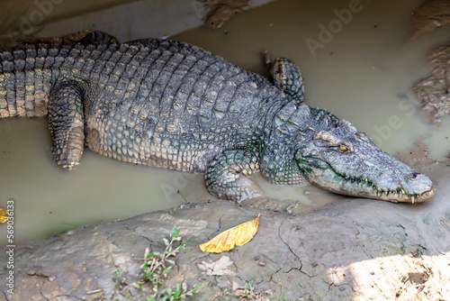 Big Crocodile Resting In A Crocodiles Farm