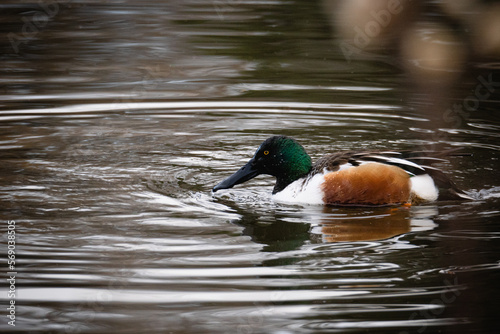 Northern Shoveler Duck on a Reflective Pond