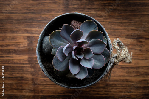 Succulent in pot