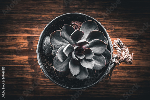 Succulent in pot