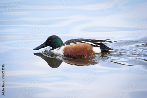 Northern Shoveler Duck on a Blue Reflective Pond