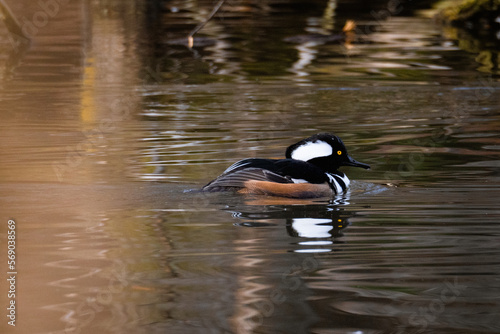 Swimming Hooded Merganser Duck in Rippled Park Pond