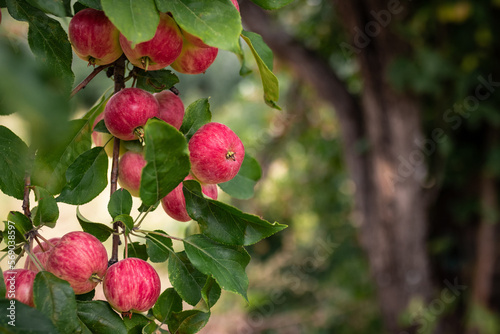 Big ripe pink apples on branch of the aple trees, Almaty aport. photo