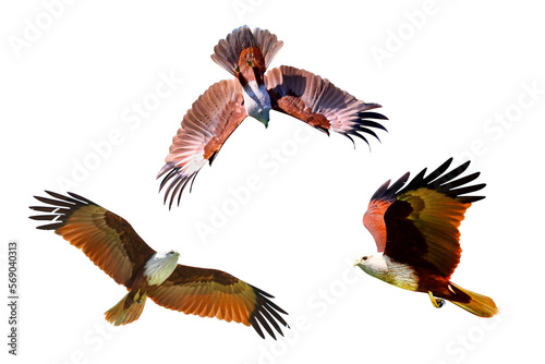 Brahminy Kite flying isolated on transparent background png file