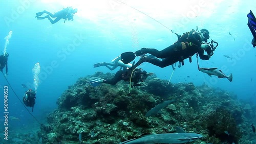 Group of divers hang on the coral reef in underwater ocean of Fiji. Concept of diving as lifestyle, sports and outdoor activities. photo