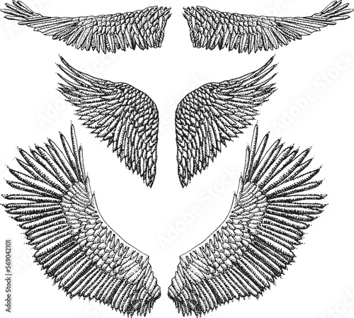 Hand-drawn vintage angel wing set. Bird wings in ink.