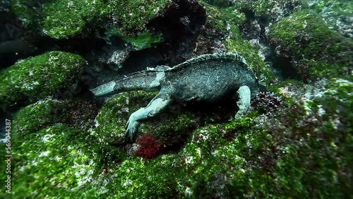 Marine Iguana gnaws algae on stone underwater ocean. Wild animal Galapagos iguana Amblyrhynchus cristatus on seabed in marine life of wild nature of Pacific Ocean. photo