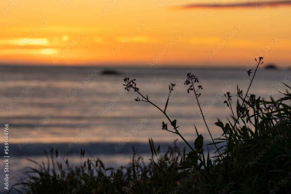 Flowers During Beautiful Ocean Sunset Flowers During Beautiful Ocean Sunset