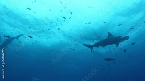 Wallpaper Mural Group of hammerhead shark swims synchronously underwater Pacific Ocean. Sea animals on a background of fish in blue water. Torontodigital.ca