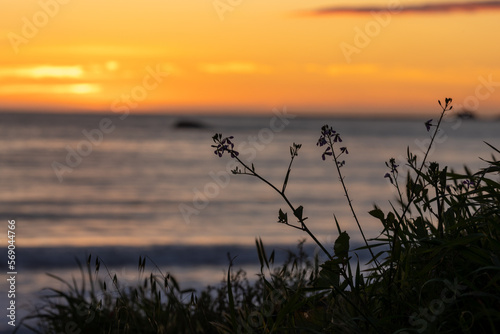 Flowers During Beautiful Ocean Sunset