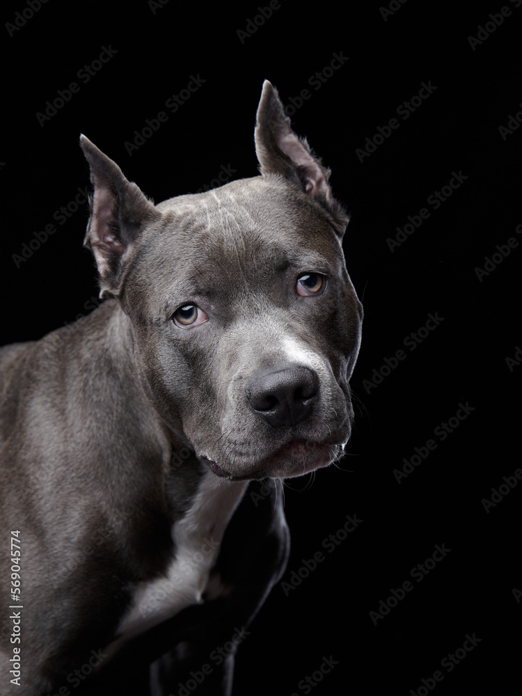 pit bull terrier on a black background . Beautiful dog in the studio