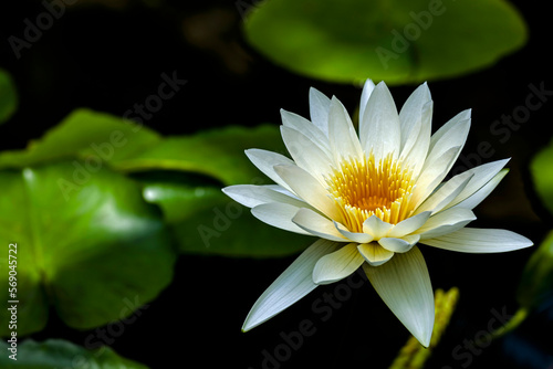 日本の美しい四季の花、睡蓮