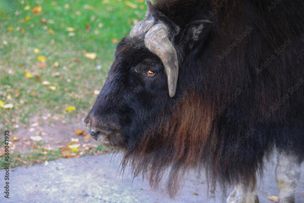  Musk ox on the pasture in the zoo in summer