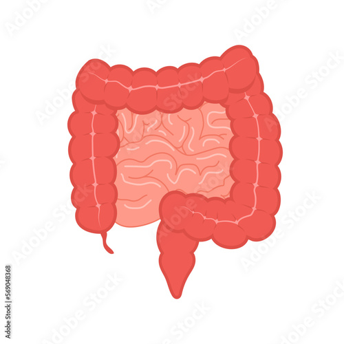 Anatomy of the colon. Intestine icon. Human internal organ. Health bowel. Medical vector illustration in flat cartoon style. photo