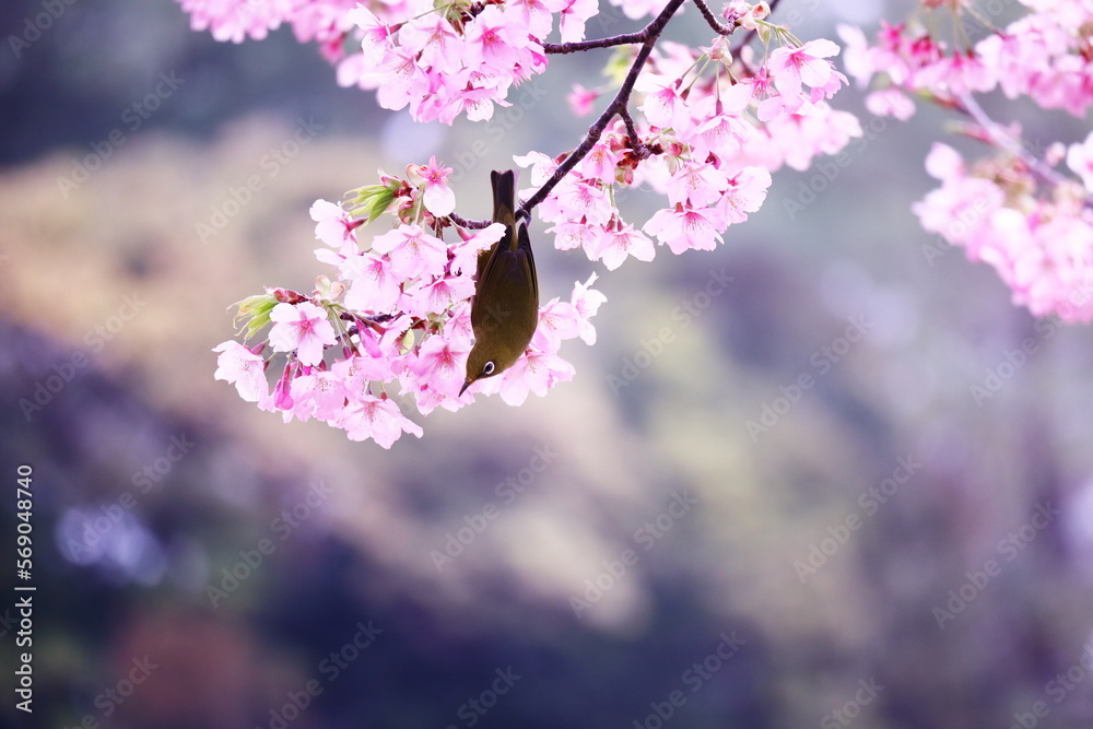美しい桜の風景とメジロ