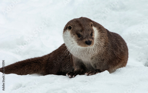 Wild river otter in winter fur poses in the snow.