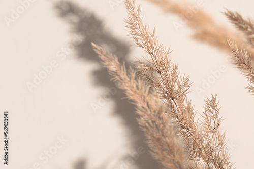 Beautiful branches of a dry plant on the background of the wall, macro. Minimalistic background in natural style and beige tones.