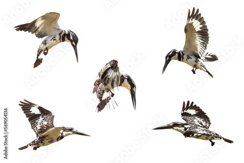 Set of Pied kingfisher bird flying isolated on transparent background png file 