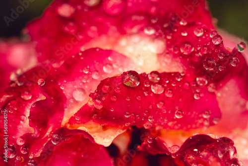 Dew drops on rose petals close-up. Summer beautiful fresh background