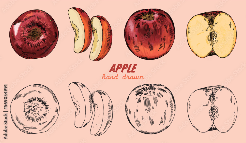 Obraz premium Vector set of hand drawn apple, vintage style illustration.