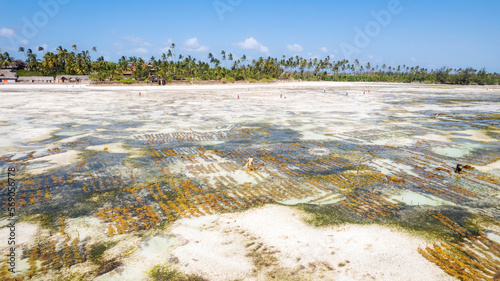 Kiwengwa beach Zanzibar Africa women working in seaweed cultivation during at low tide photo