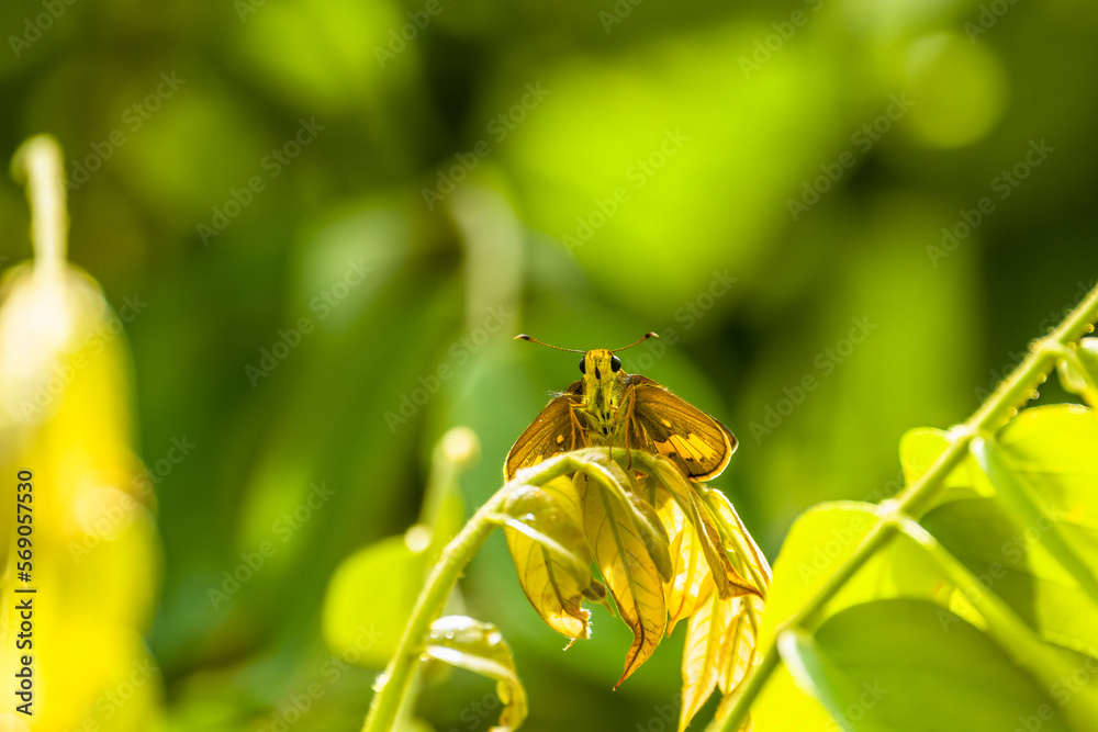 Φωτογραφία Brownish-green leaf tips of the Averrhoa bilimbi plant and a butterfly lands on