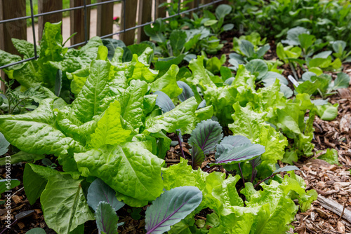 Obraz na plátně Leaf lettuce and cabbage interplanted in  a home organic kitchen garden in the s