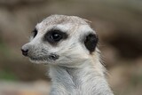 Close-up portrait of a cute meerkat or suricate - Suricata suricatta - watching out for predators. Suricate looking to the left. High quality photo