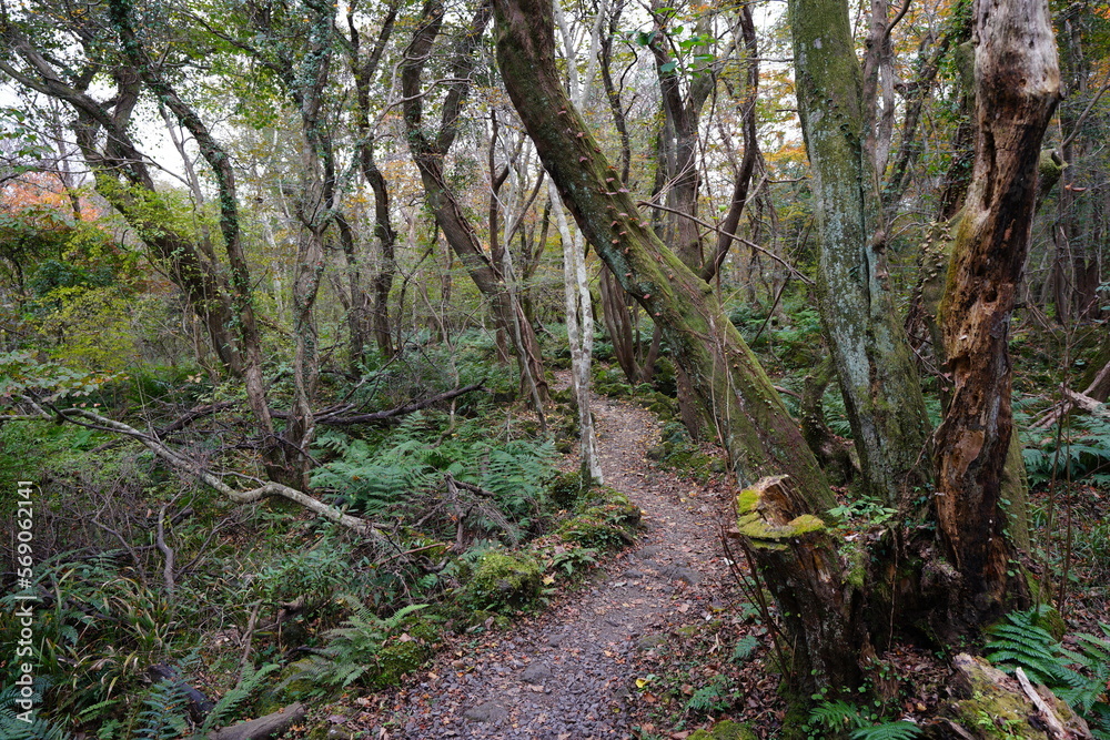 mossy trees and path in deep forest mossy trees and path in deep forest