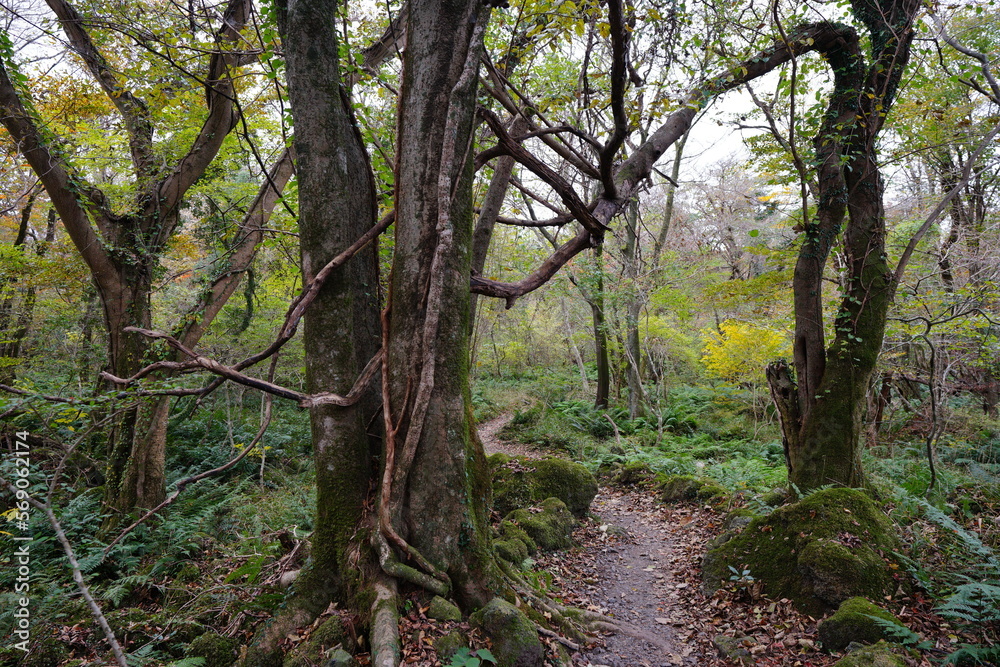 Naklejka premium mossy trees and path in deep forest
