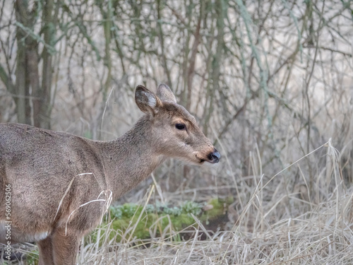 Columbian White - Tailed Deer - Ridgefield NWR 002