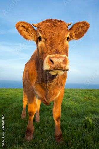 Portrait of beautiful brown cow
