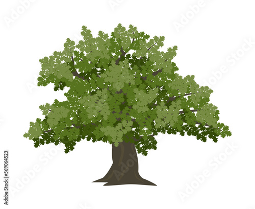 Vector drawing of oak tree. Isolated vector illustration of oak tree on a white background.