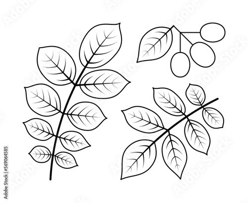 Walnut branches and walnut fetus vector line icons. Isolated collection of line icons walnut branches on white background.