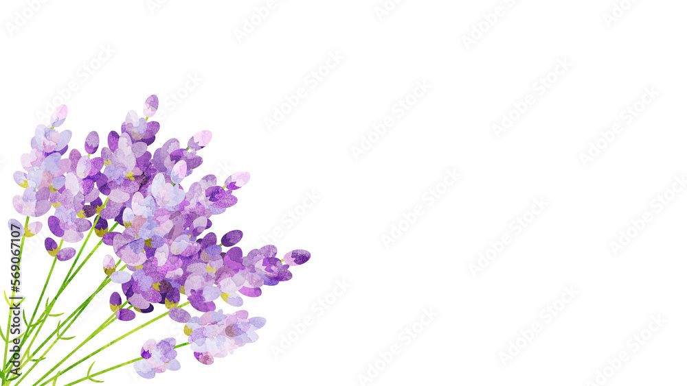 Fototapeta premium 水彩風に加工したラベンダーのイラスト アスペクト比16：9バージョン